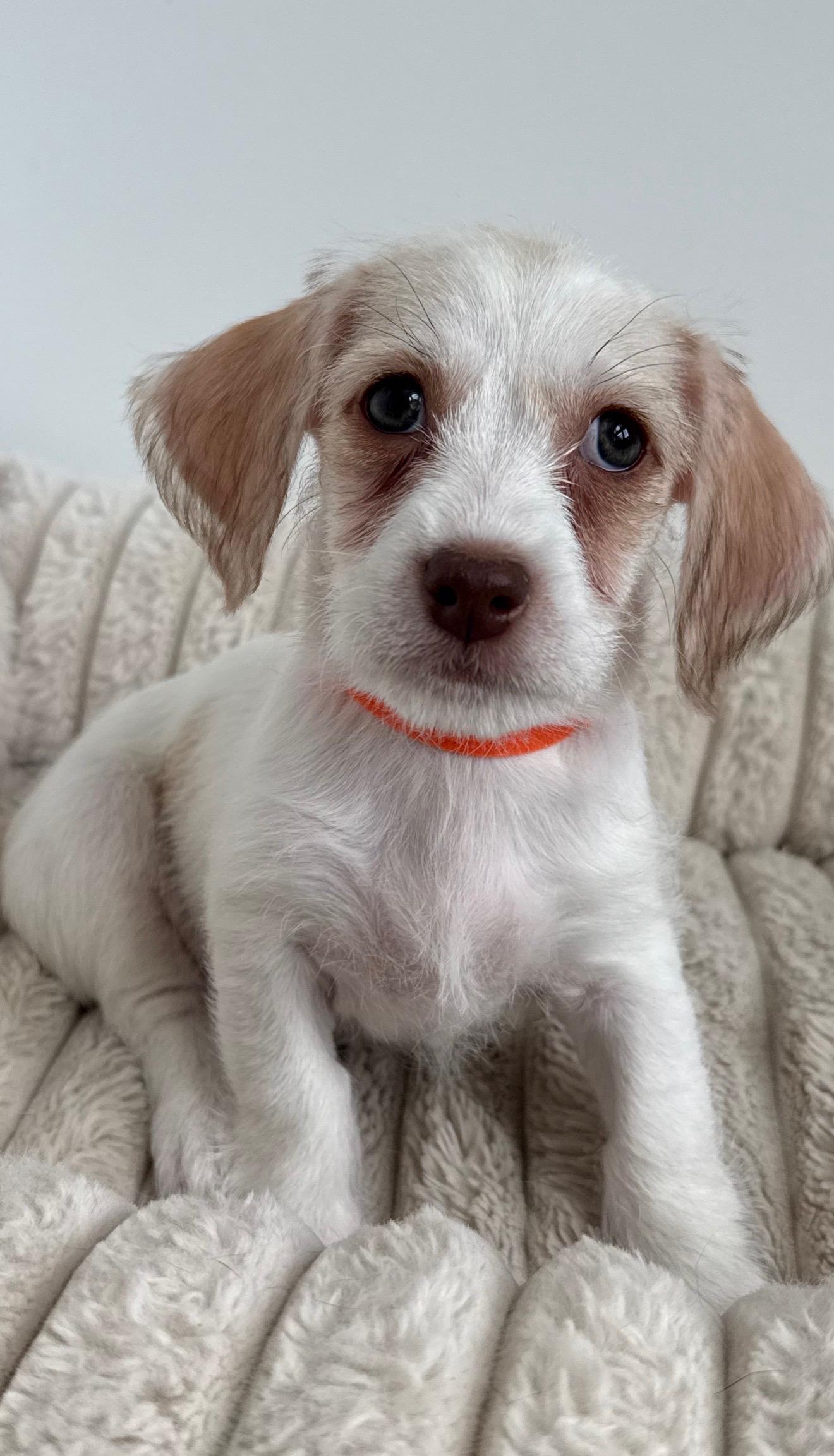 Enlarge Proz, a Adoptable mixed breed in Las Vegas, NV image 3/3