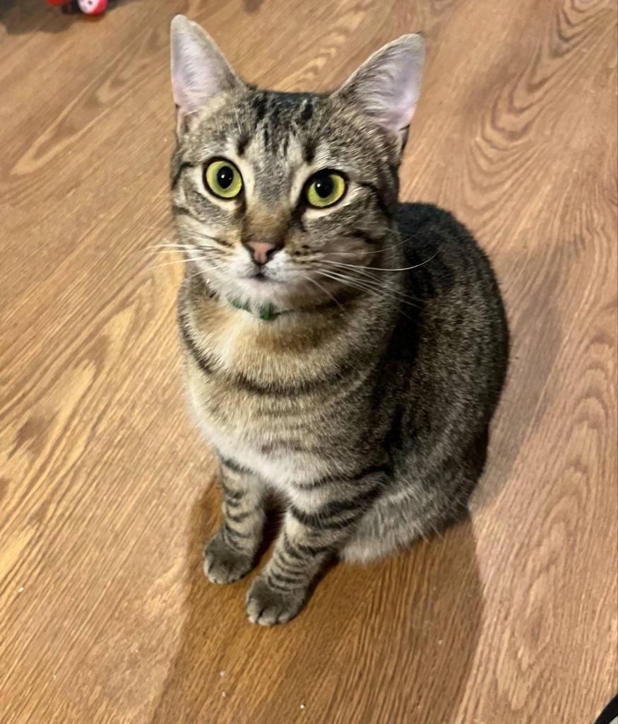 Ginger Ale, Adoptable, Adult Female Domestic Short Hair.