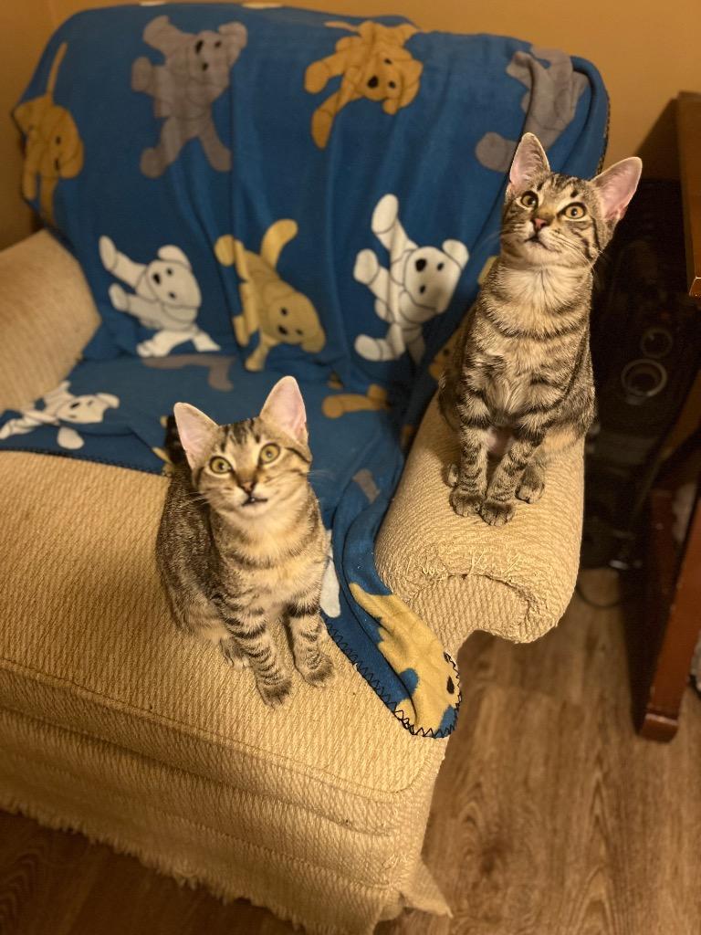 Enlarge Ginger Ale, a Adoptable mixed breed in Buford, GA image 2/6