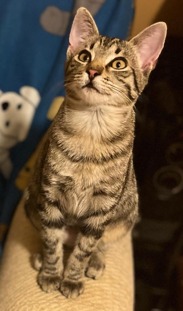 Enlarge Ginger Ale, a Adoptable mixed breed in Buford, GA image 3/6