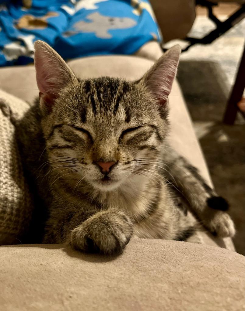 Enlarge Ginger Ale, a Adoptable mixed breed in Buford, GA image 4/6
