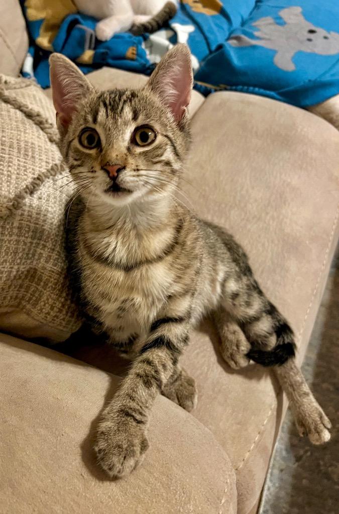 Enlarge Ginger Ale, a Adoptable mixed breed in Buford, GA image 5/6