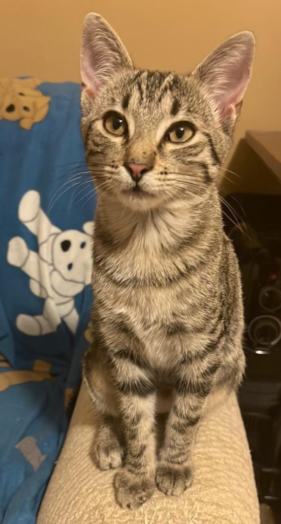 Enlarge Ginger Ale, a Adoptable mixed breed in Buford, GA image 6/6