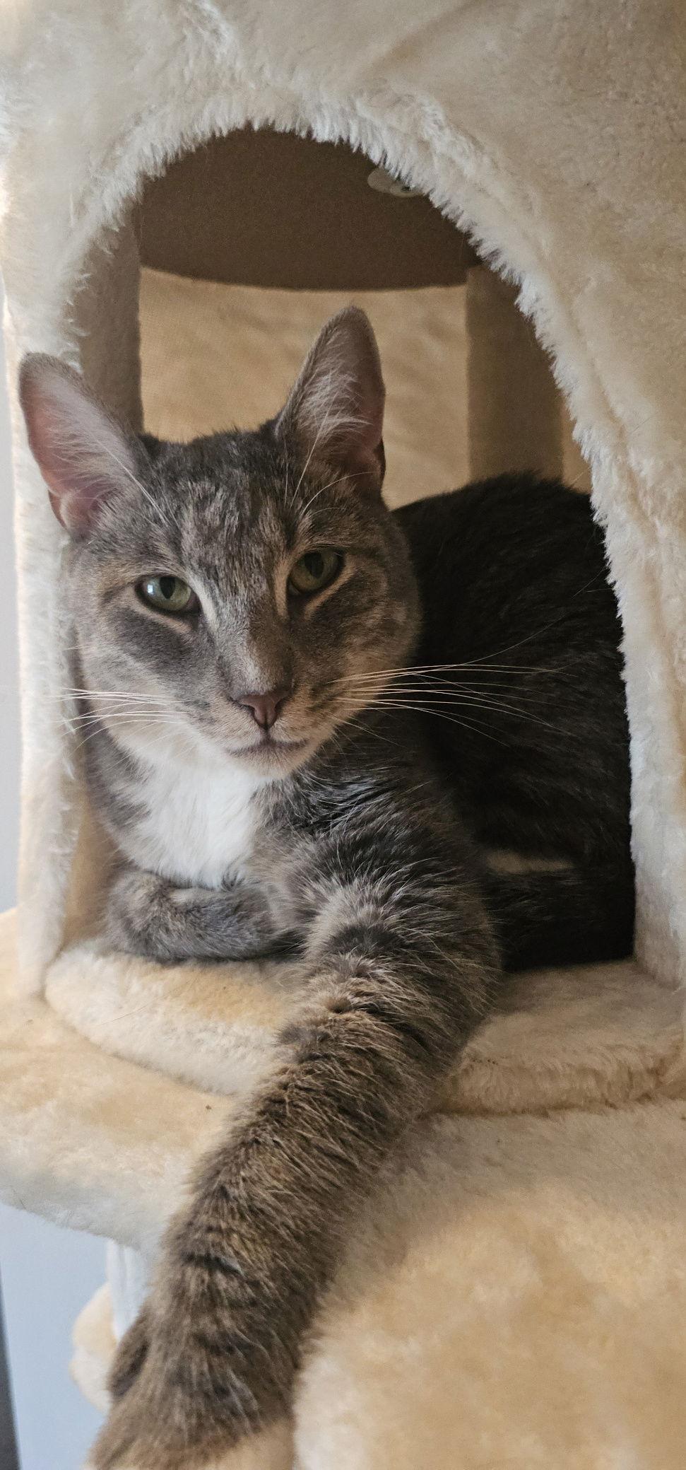 Enlarge Baloo, a Adoptable Domestic Short Hair in Hanover, PA image 2/3