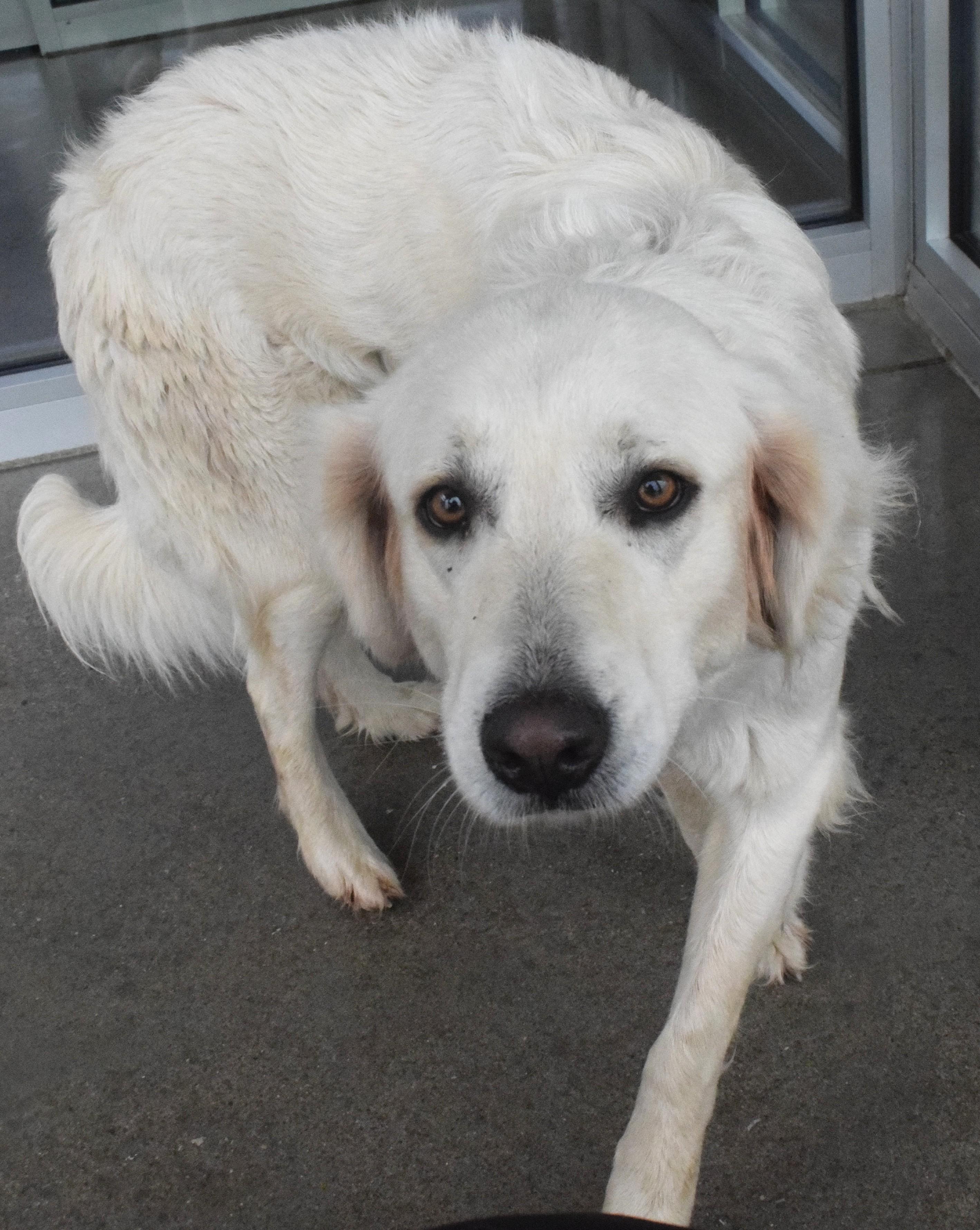 #21973, ADOPTABLE, Adult Female Great Pyrenees.