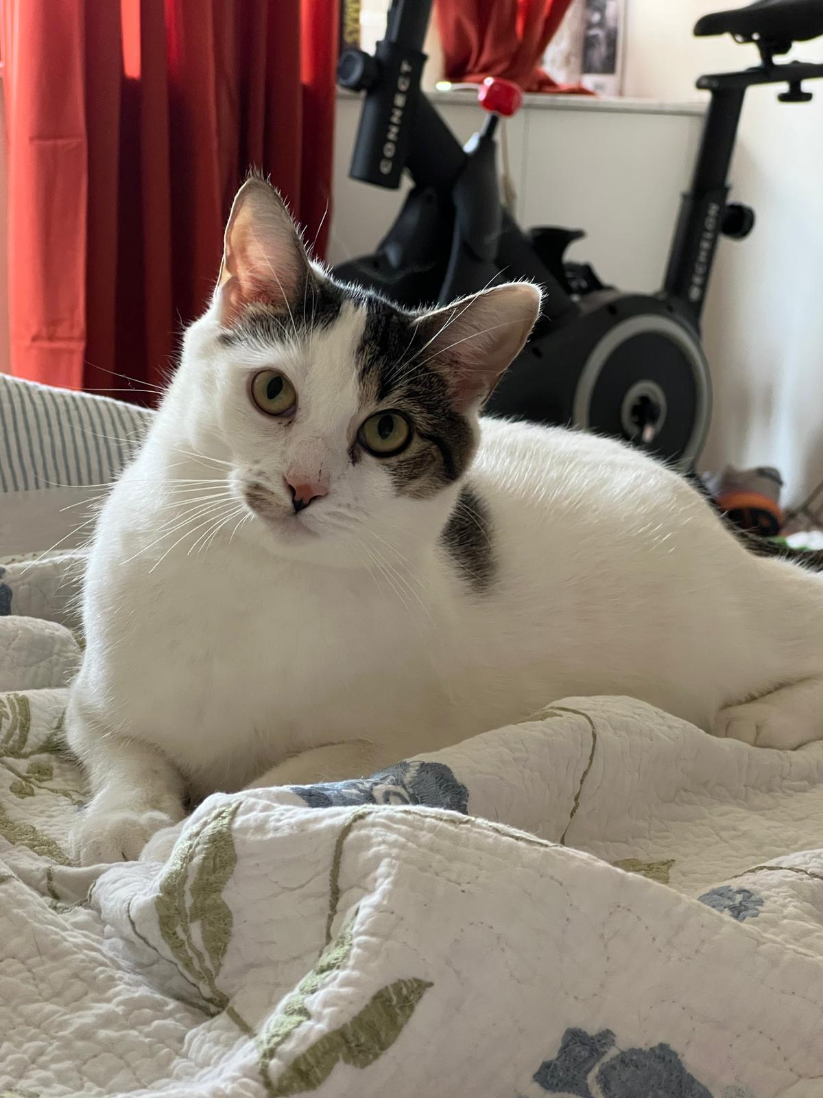 Clarisa (F) & Snowball (F), a Adoptable Domestic Short Hair in New York, NY image 1/4