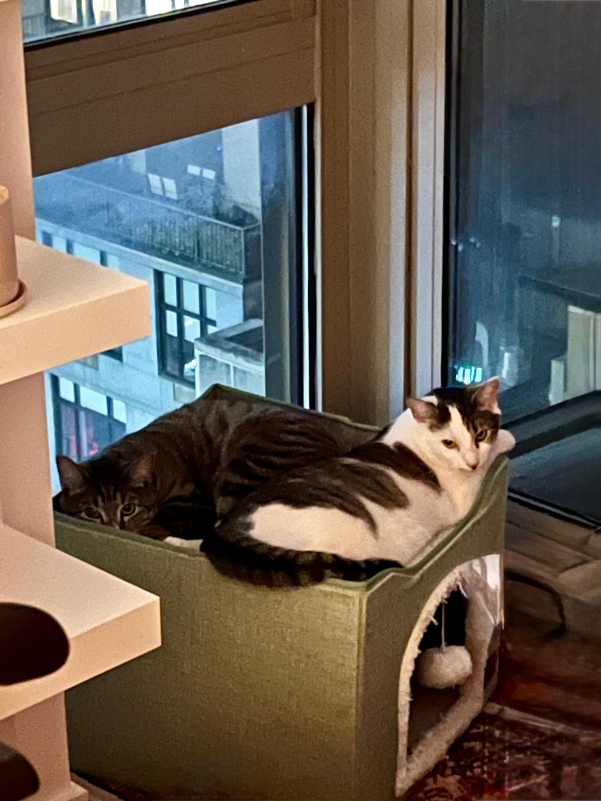 Clarisa (F) & Snowball (F), a Adoptable Domestic Short Hair in New York, NY image 2/4