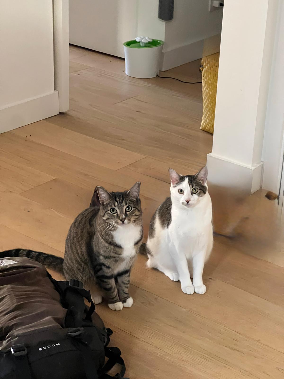 Clarisa (F) & Snowball (F), a Adoptable Domestic Short Hair in New York, NY image 3/4