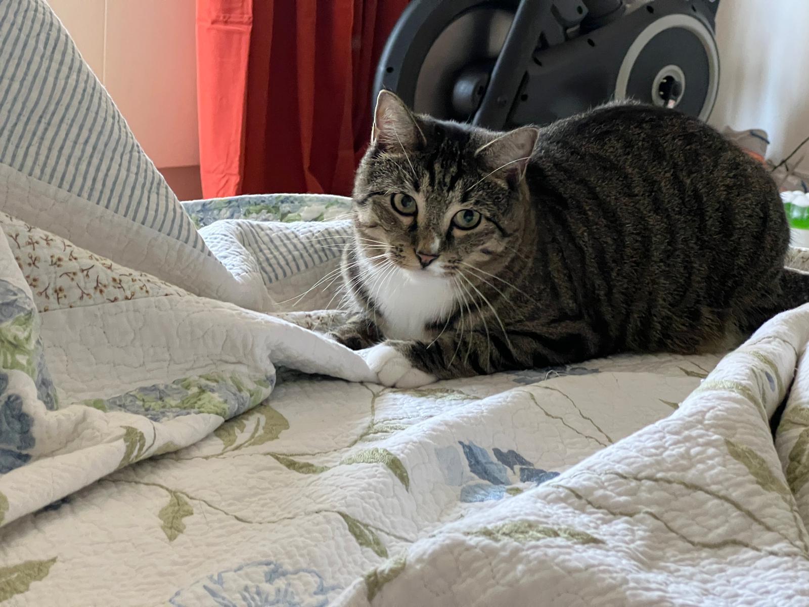 Clarisa (F) & Snowball (F), a Adoptable Domestic Short Hair in New York, NY image 4/4