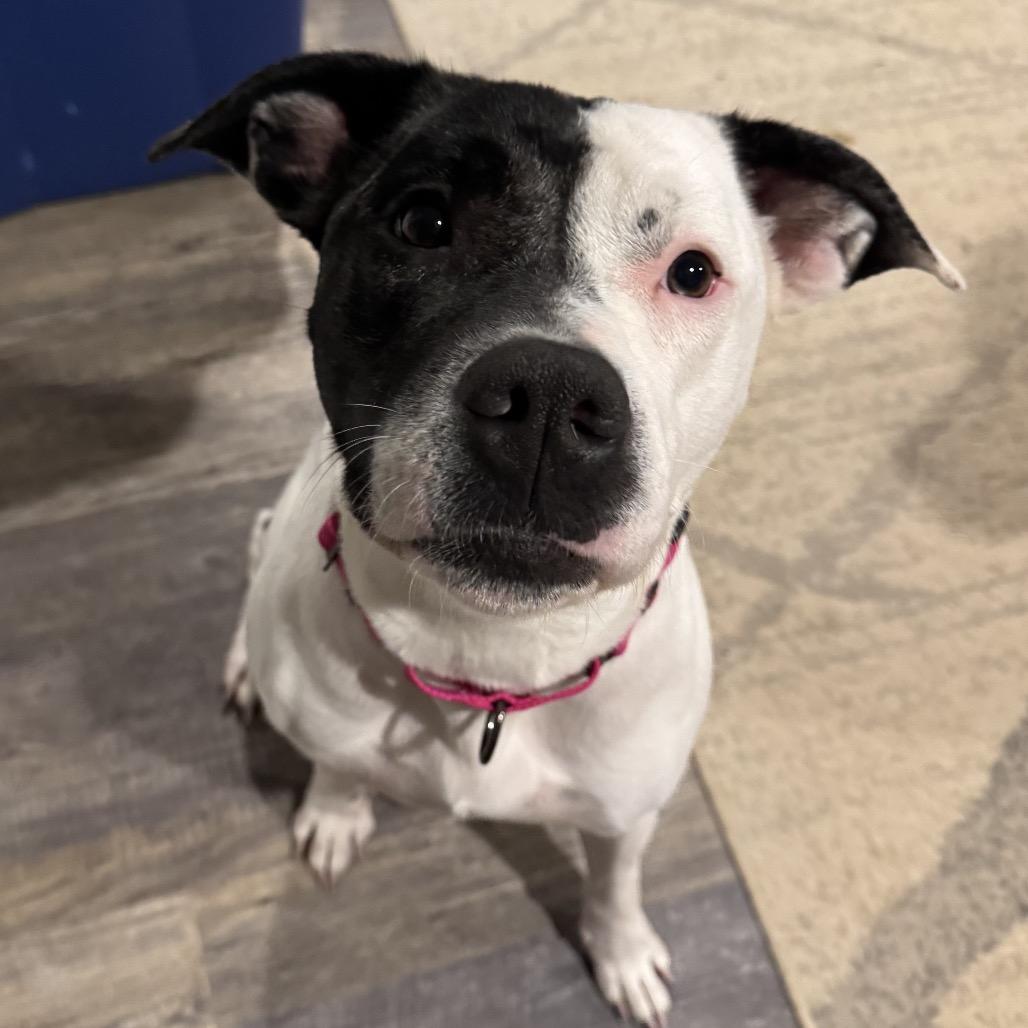 Enlarge Wallace, a Adoptable Mixed Breed in Springboro, OH image 1/4