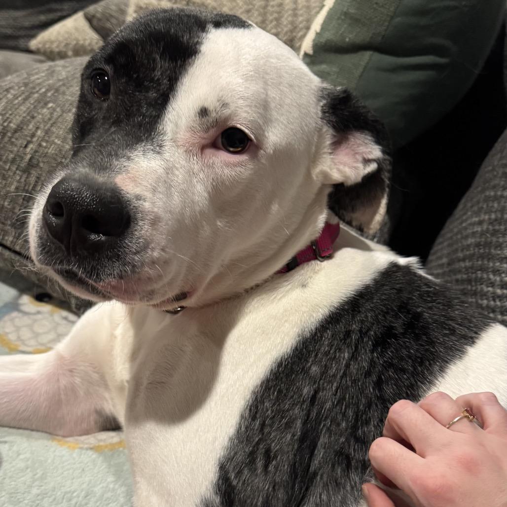 Enlarge Wallace, a Adoptable Mixed Breed in Springboro, OH image 2/4