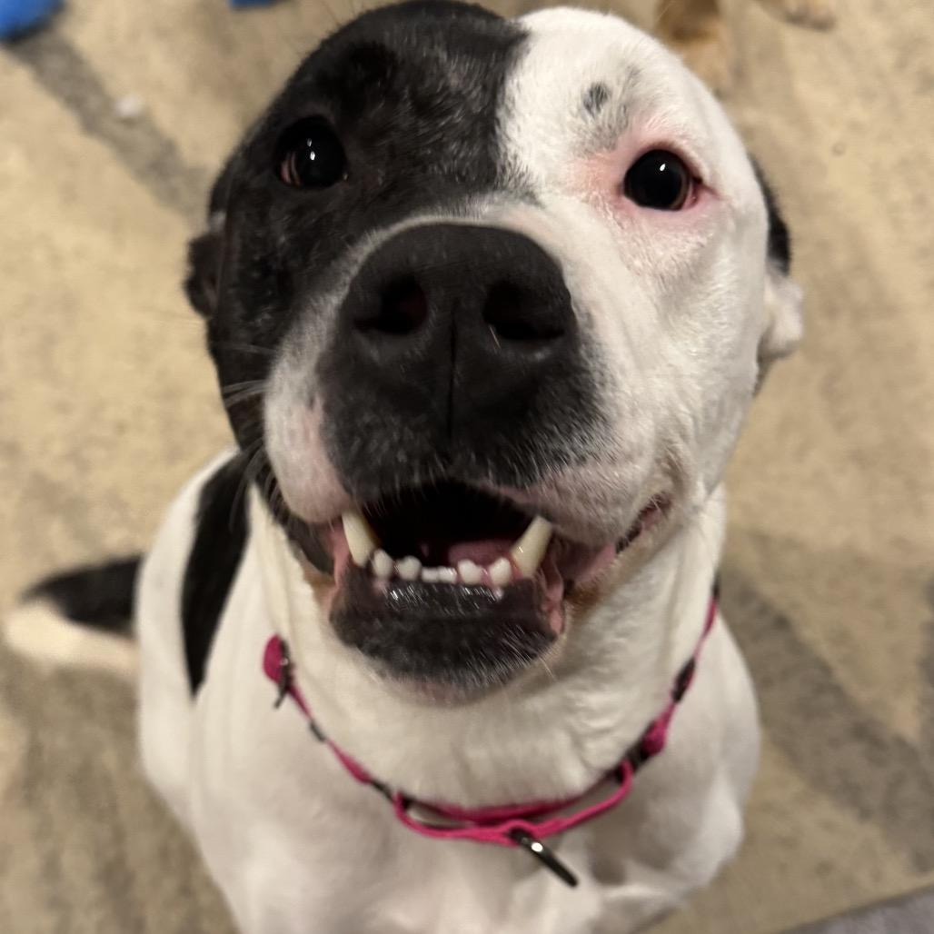 Enlarge Wallace, a Adoptable Mixed Breed in Springboro, OH image 3/4