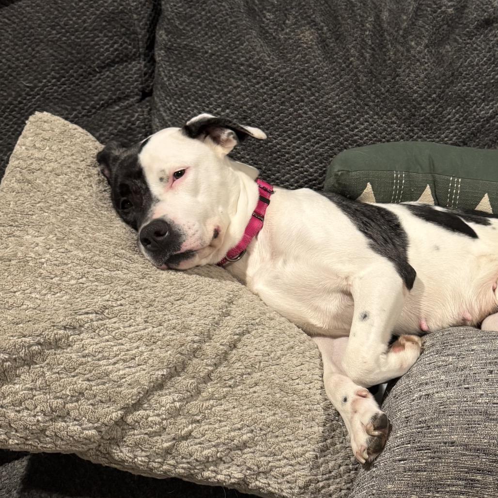 Enlarge Wallace, a Adoptable Mixed Breed in Springboro, OH image 4/4