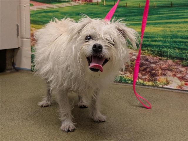 SAVE ME PLEASE! AUGGIE -ID#A526079