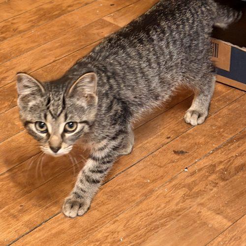 Grant, Adoptable, Kitten Male Domestic Short Hair.