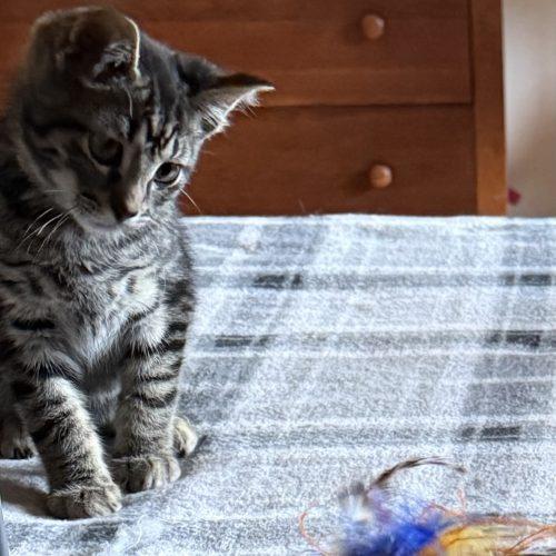 Grant, a Adoptable Domestic Short Hair in Kenosha, WI image 2/4