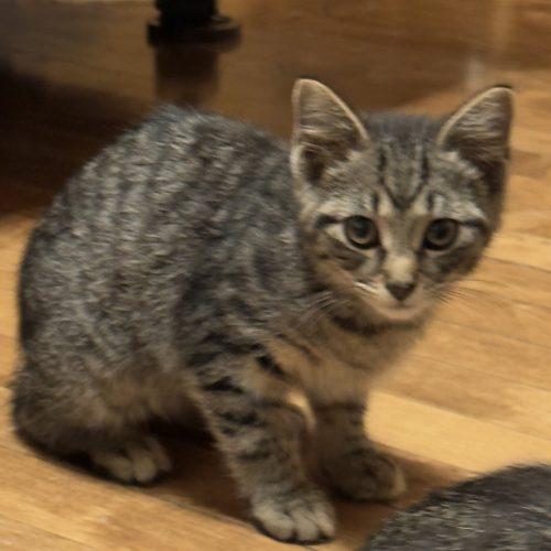Grant, a Adoptable Domestic Short Hair in Kenosha, WI image 3/4