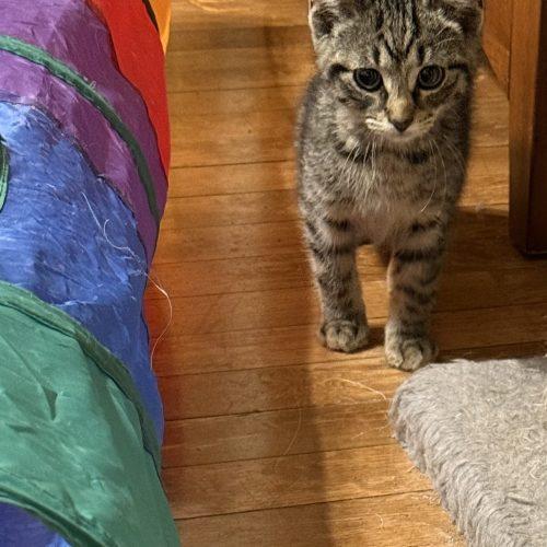 Grant, a Adoptable Domestic Short Hair in Kenosha, WI image 4/4
