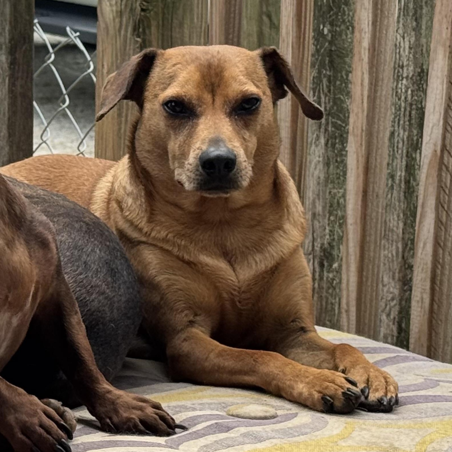 Beau, Adoptable, Adult Male Dachshund.