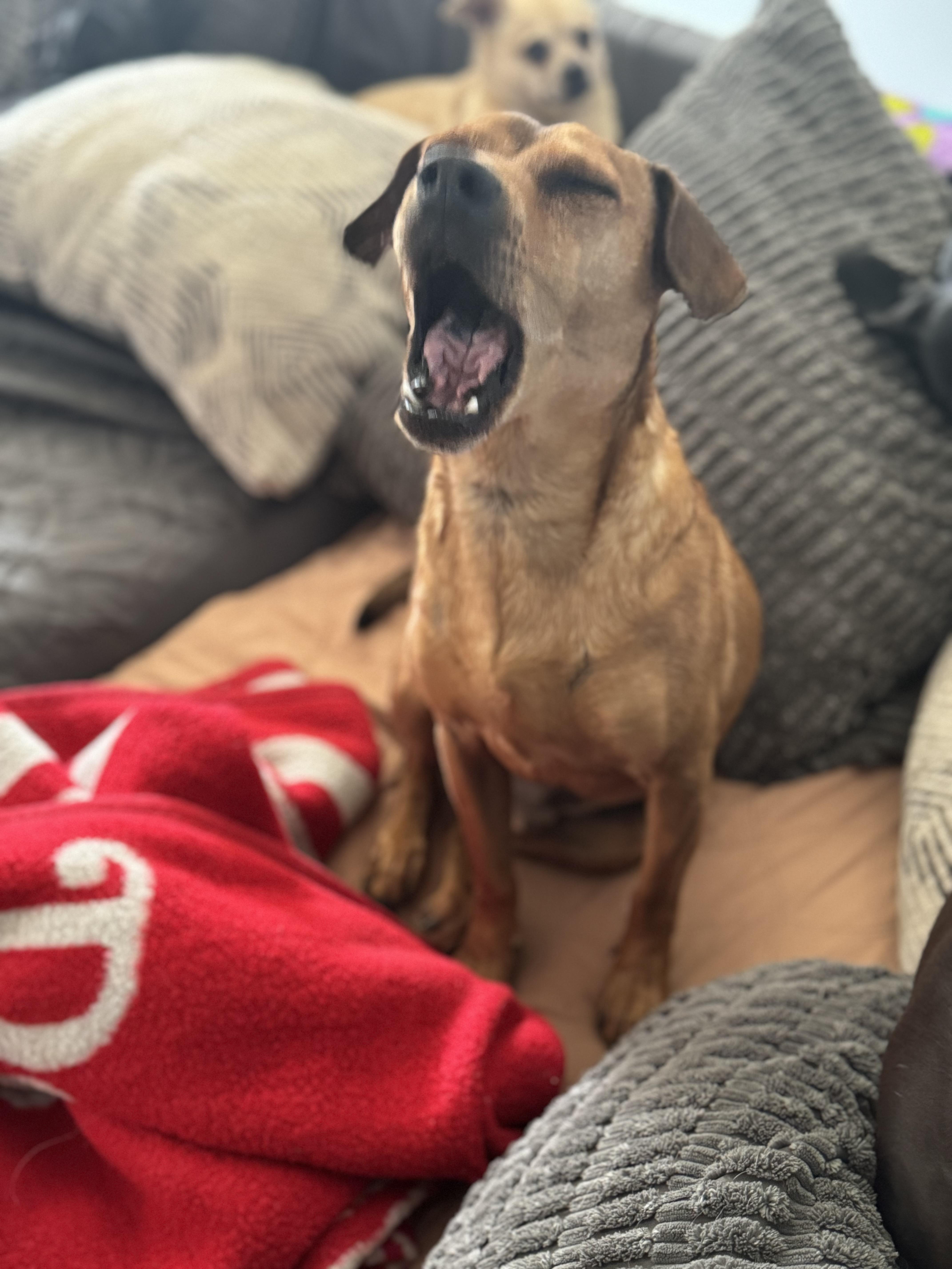 Enlarge Beau, a Adoptable mixed breed in Washington, MO image 3/3