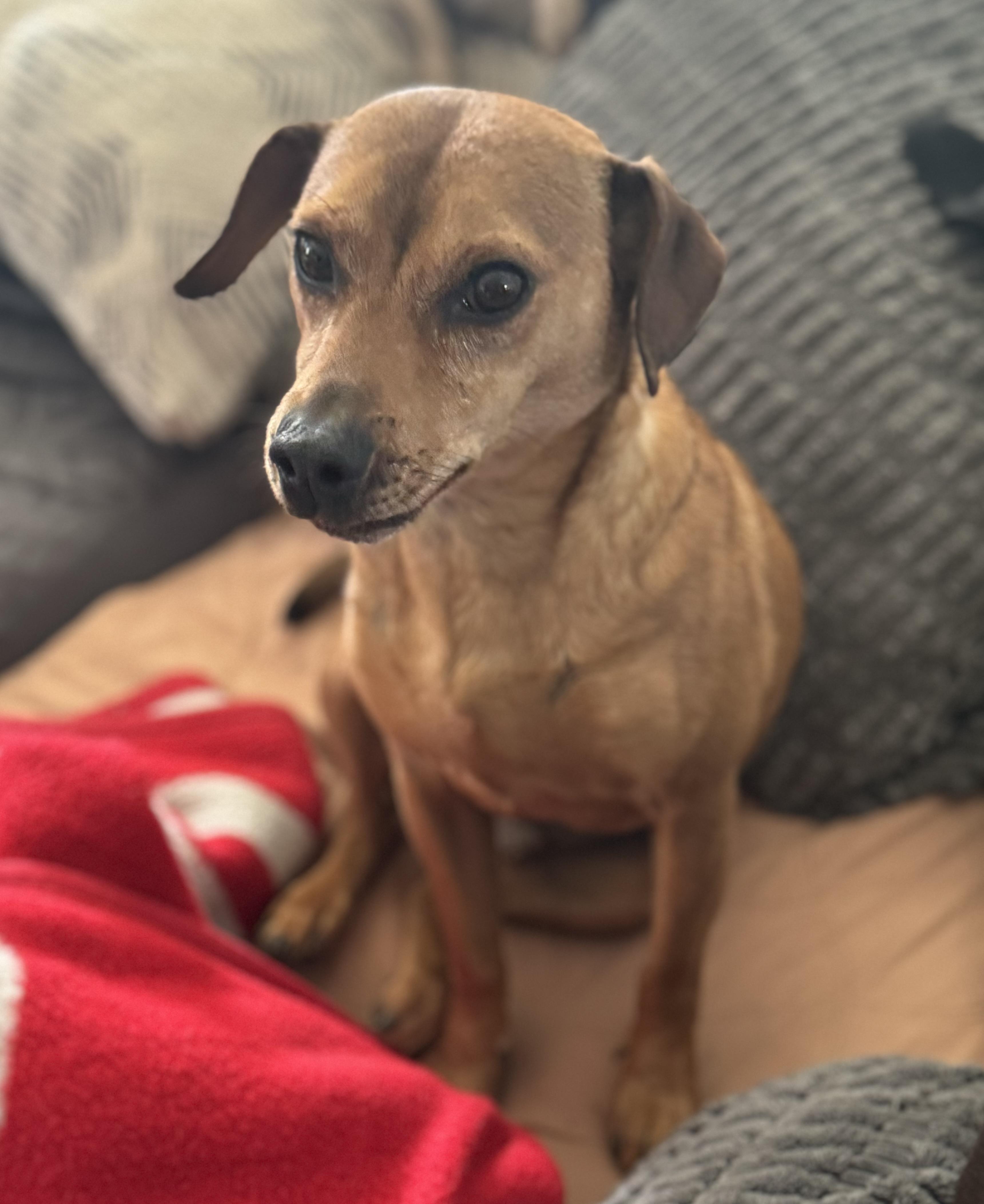 Enlarge Beau, a Adoptable mixed breed in Washington, MO image 2/3