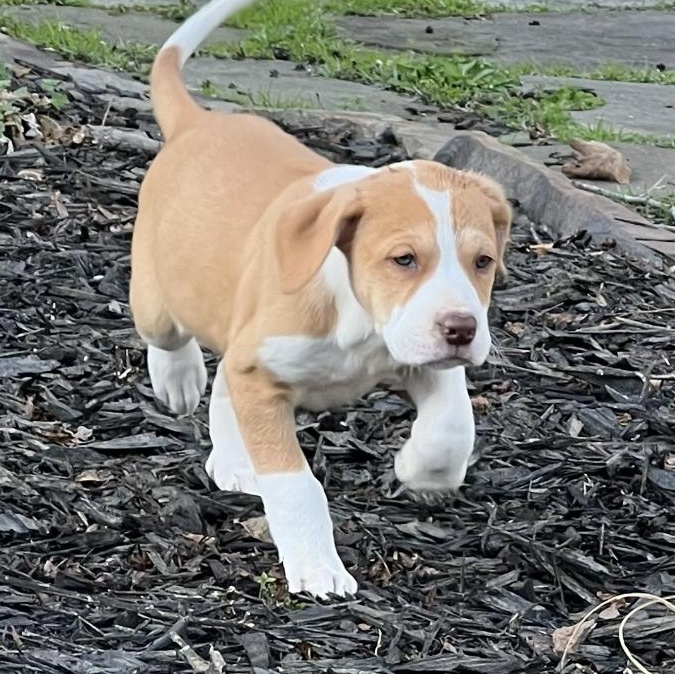 Swayzie — thumbnail 4