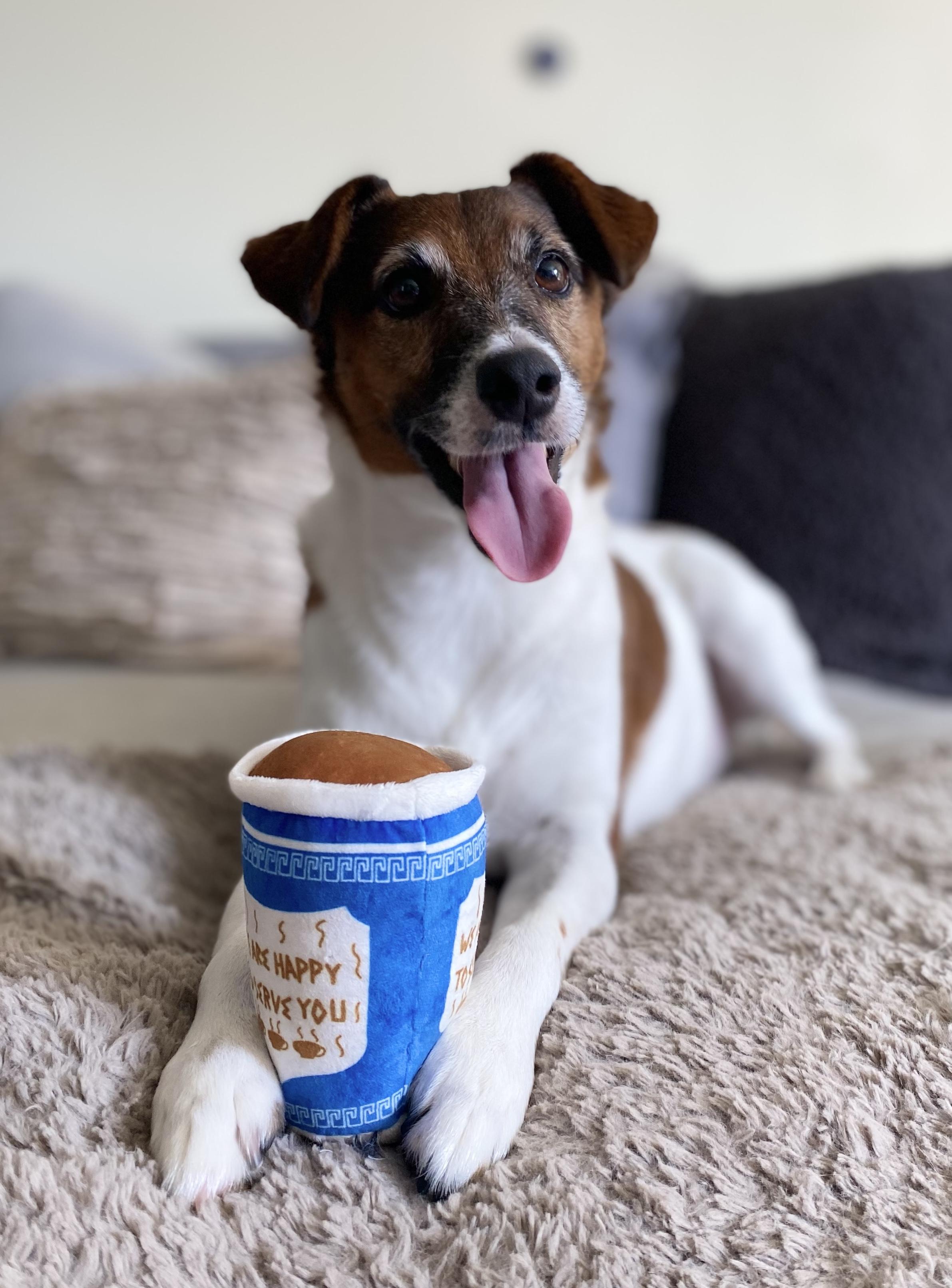 Clark, a ADOPTABLE Jack Russell Terrier in Camarillo, CA image 4/4