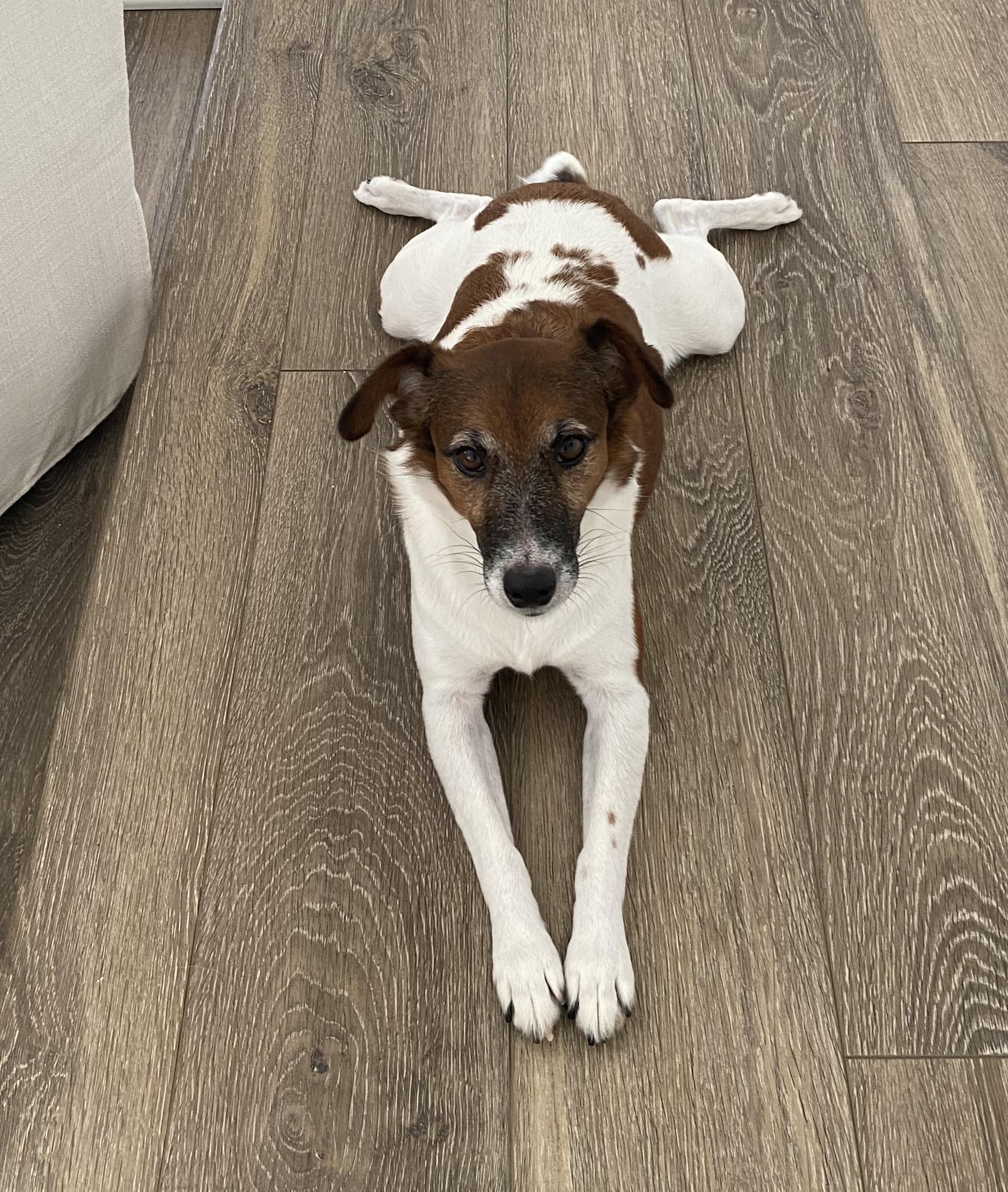 Clark, a ADOPTABLE Jack Russell Terrier in Camarillo, CA image 2/4