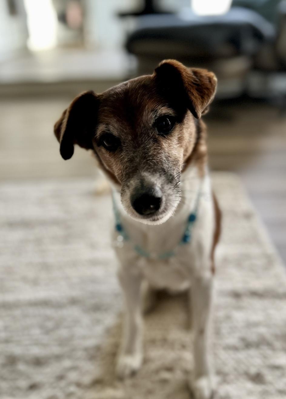 Clark, a ADOPTABLE Jack Russell Terrier in Camarillo, CA image 1/4