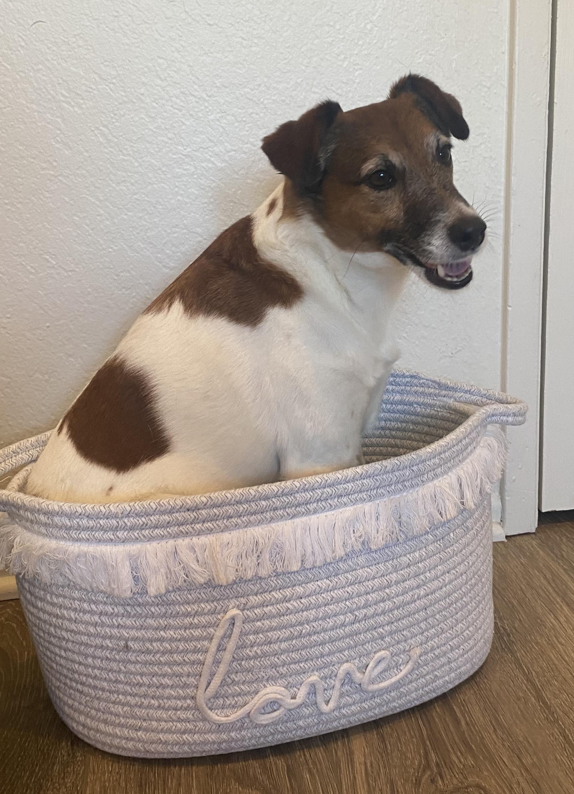 Clark, a ADOPTABLE Jack Russell Terrier in Camarillo, CA image 3/4