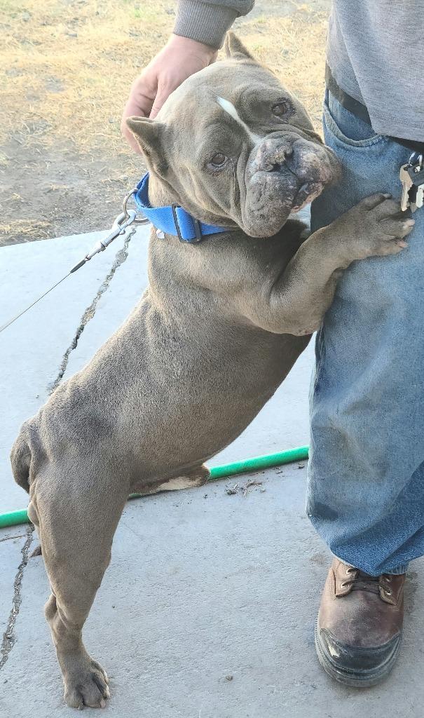 Ghost, Adopted, Adult Male Mixed Breed.