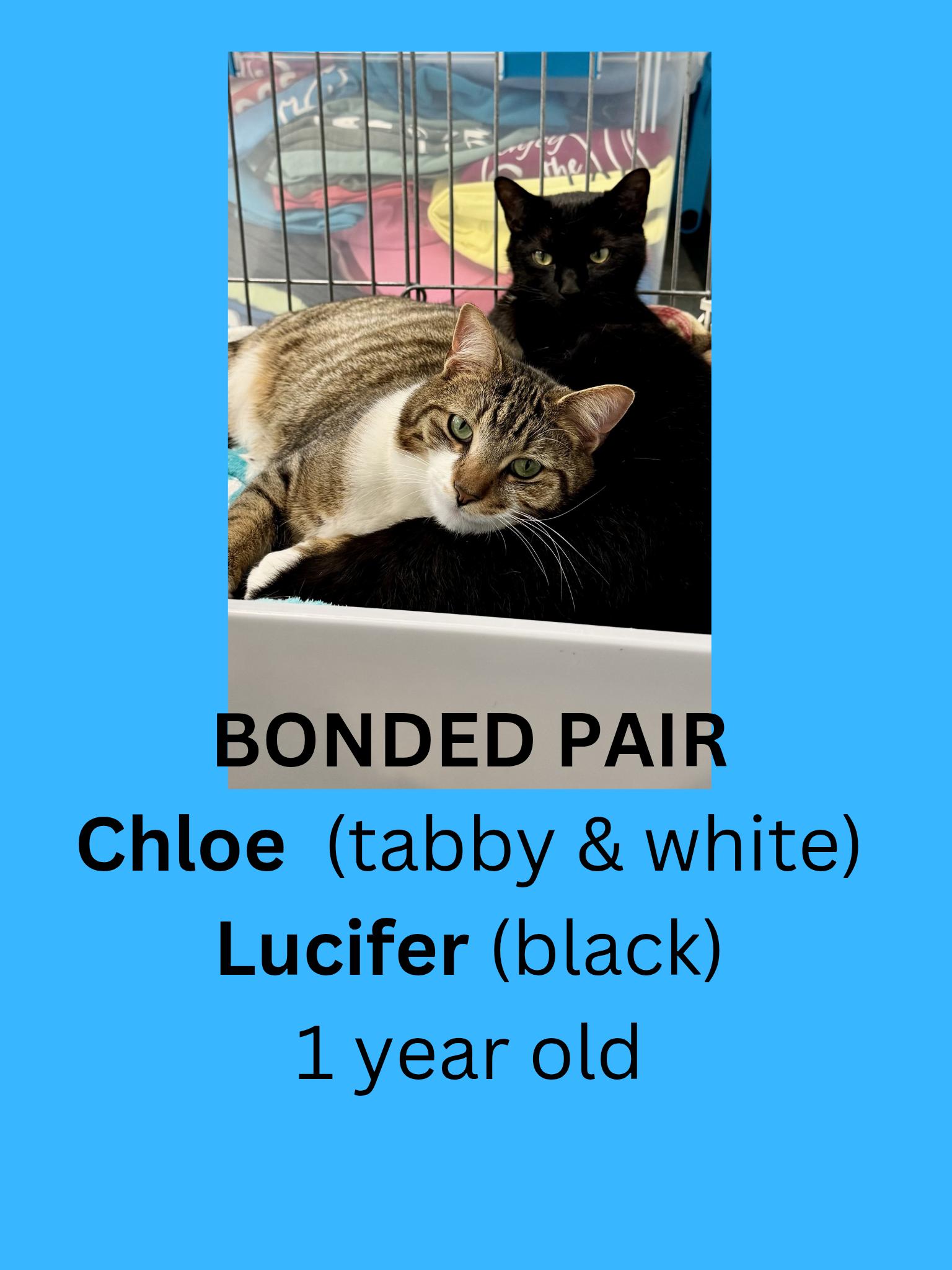 Chloe and Lucifer, adopted, Adult Male Domestic Short Hair.