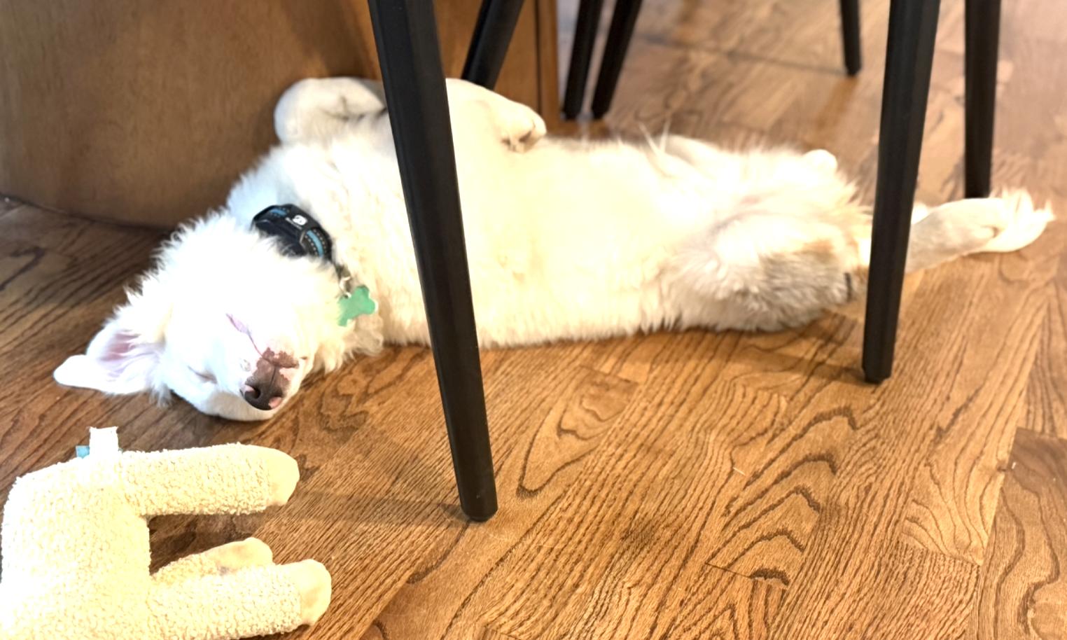 Milksteak (DM), a Adoptable Australian Shepherd in Arlington, TX image 1/6