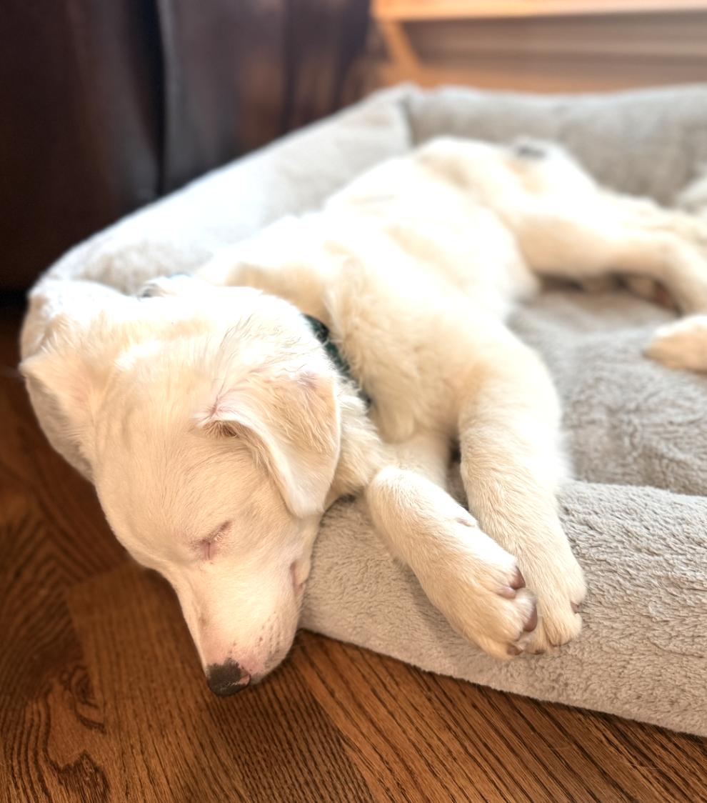 Milksteak (DM), a Adoptable Australian Shepherd in Arlington, TX image 2/6
