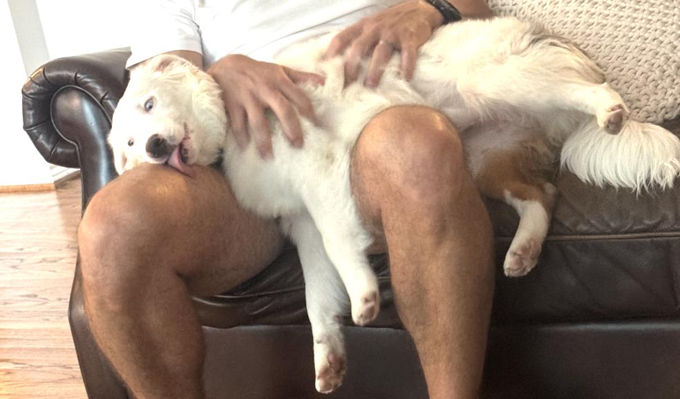 Milksteak (DM), a Adoptable Australian Shepherd in Arlington, TX image 5/6