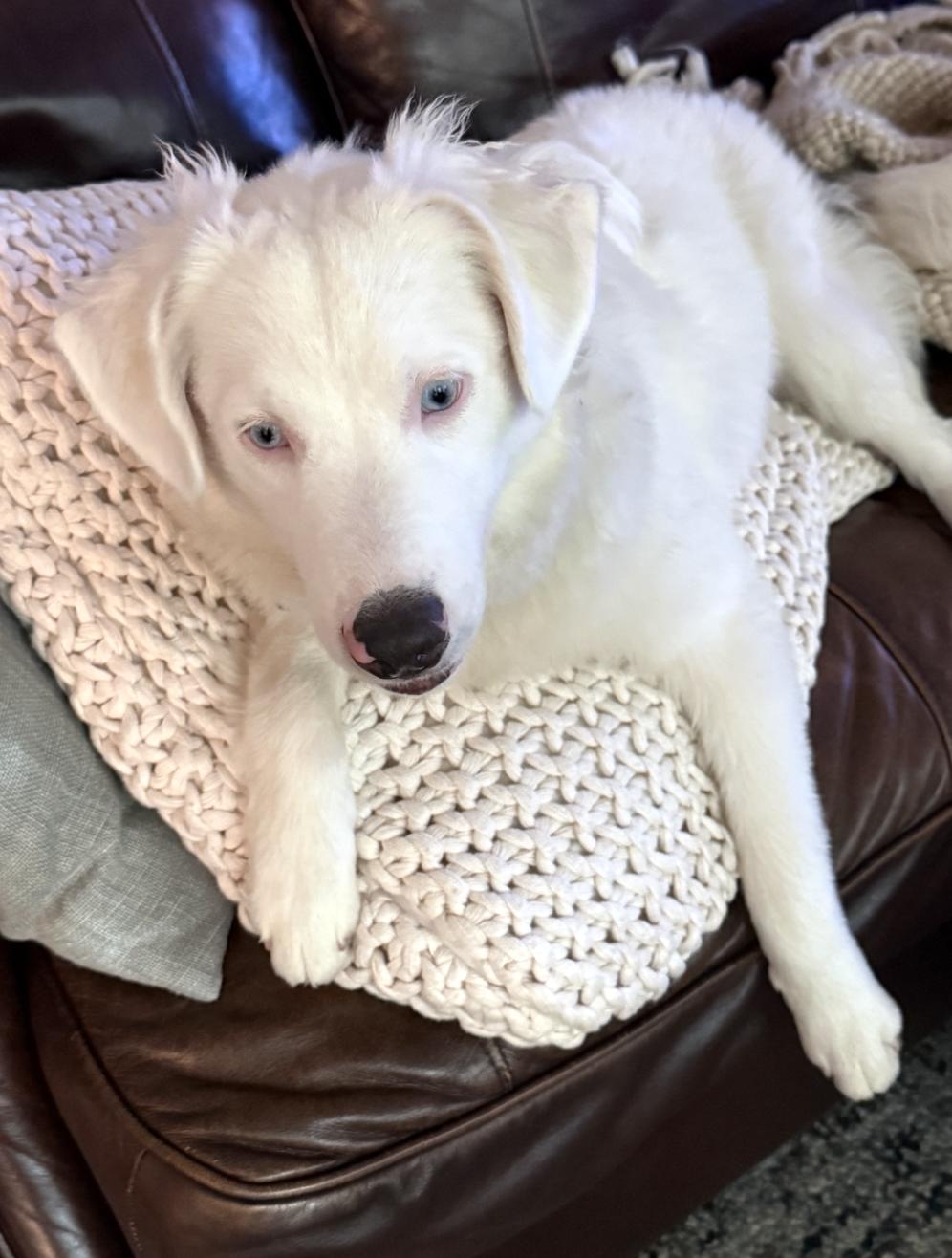 Milksteak (DM), a Adoptable Australian Shepherd in Arlington, TX image 6/6