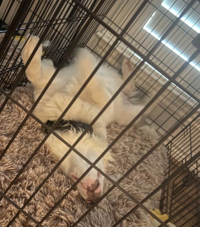 Milksteak (DM), a Adoptable Australian Shepherd in Arlington, TX image 5/6