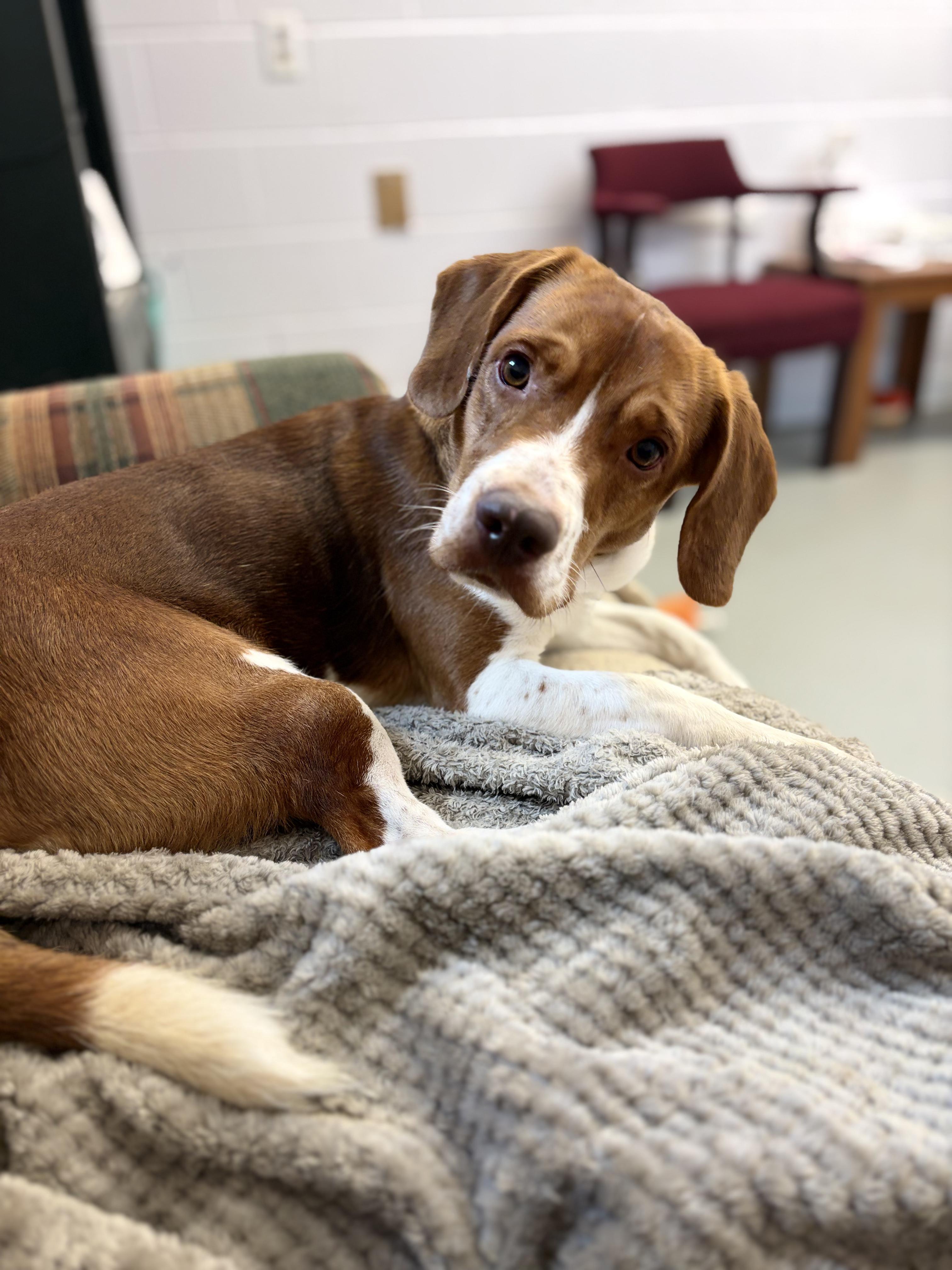 Georgie, Adoptable, Young Male Beagle.
