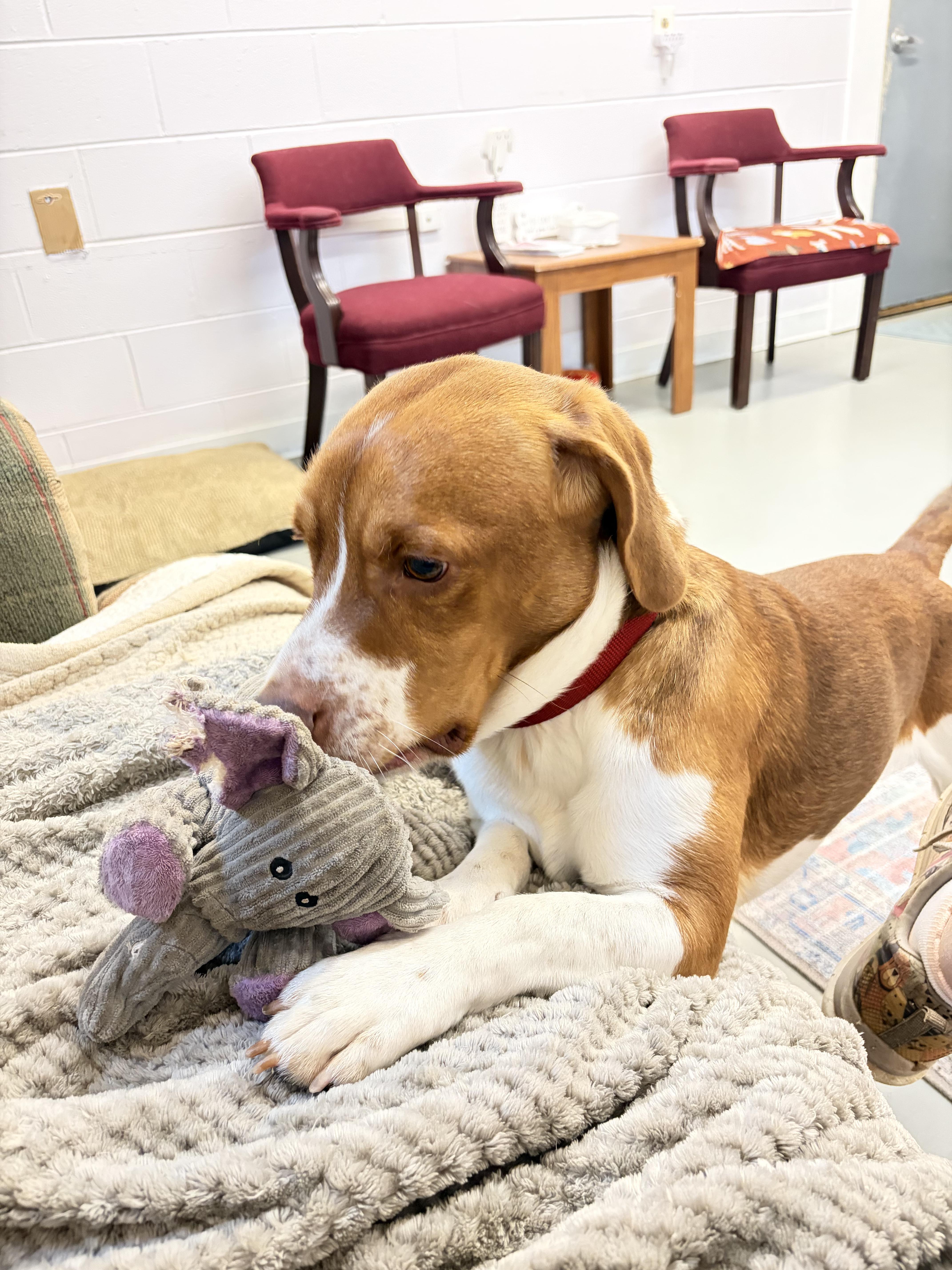Enlarge Georgie, a Adoptable mixed breed in Fincastle, VA image 2/2