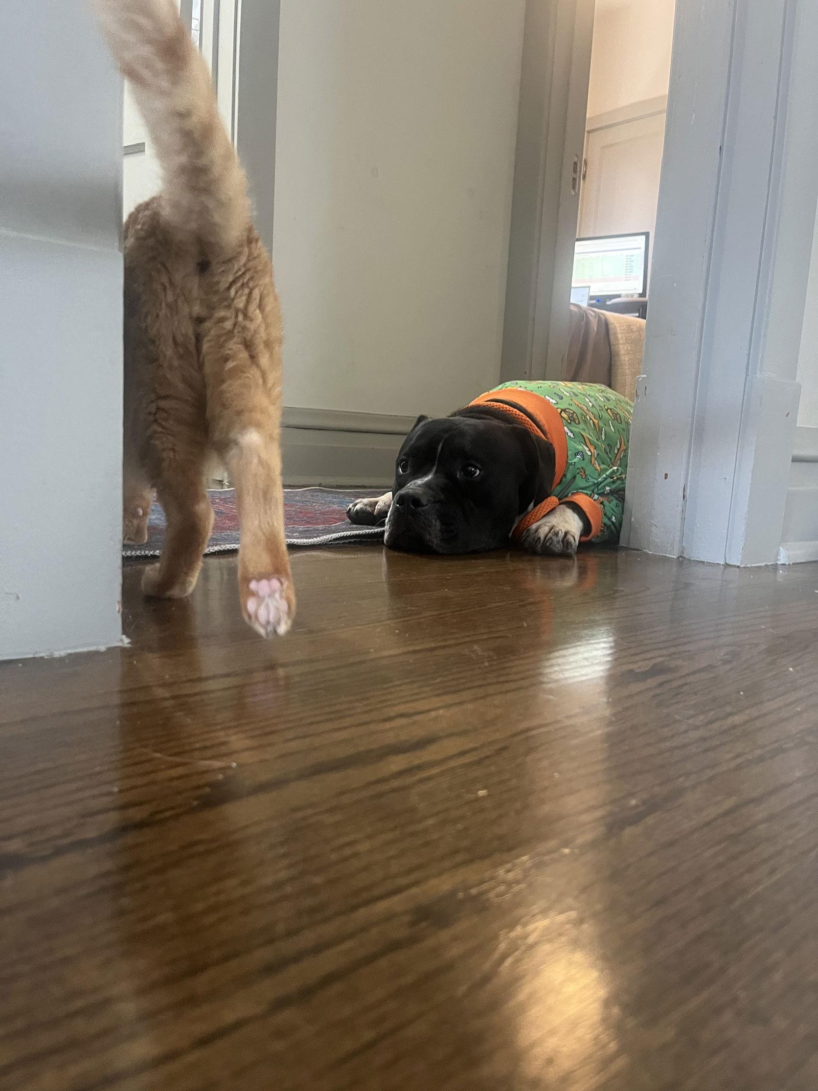 Enlarge Junior, a Adoptable Pit Bull Terrier in Crete, IL image 1/3