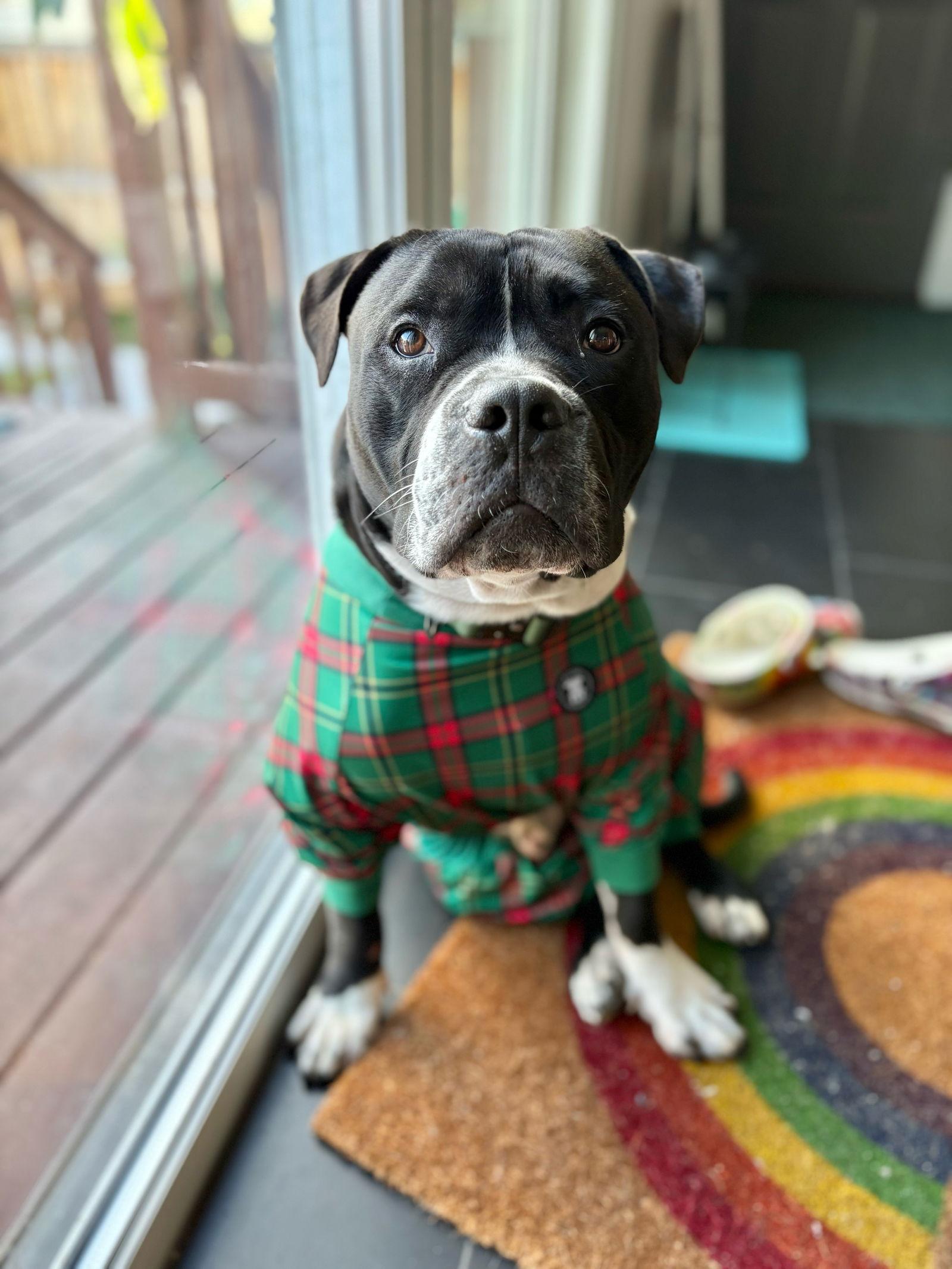 Enlarge Junior, a Adoptable Pit Bull Terrier in Crete, IL image 2/3