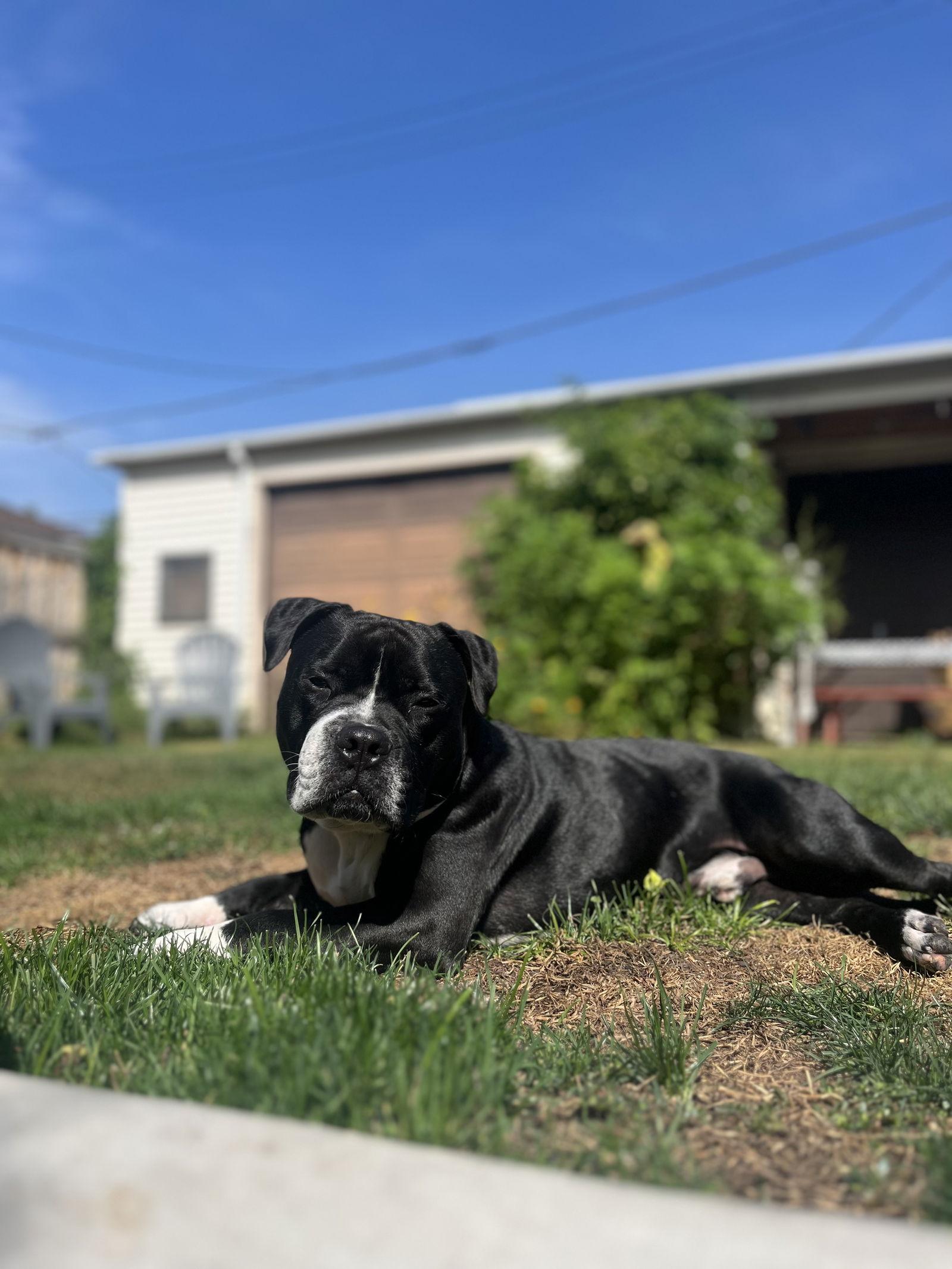 Junior, Adoptable, Young Male Pit Bull Terrier.