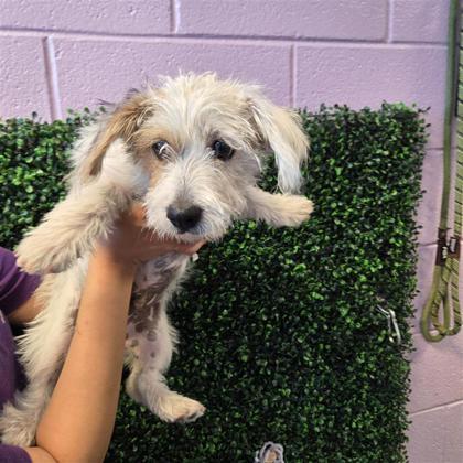 61846785, Adoptable, Puppy Male Jack Russell Terrier & Mixed Breed.