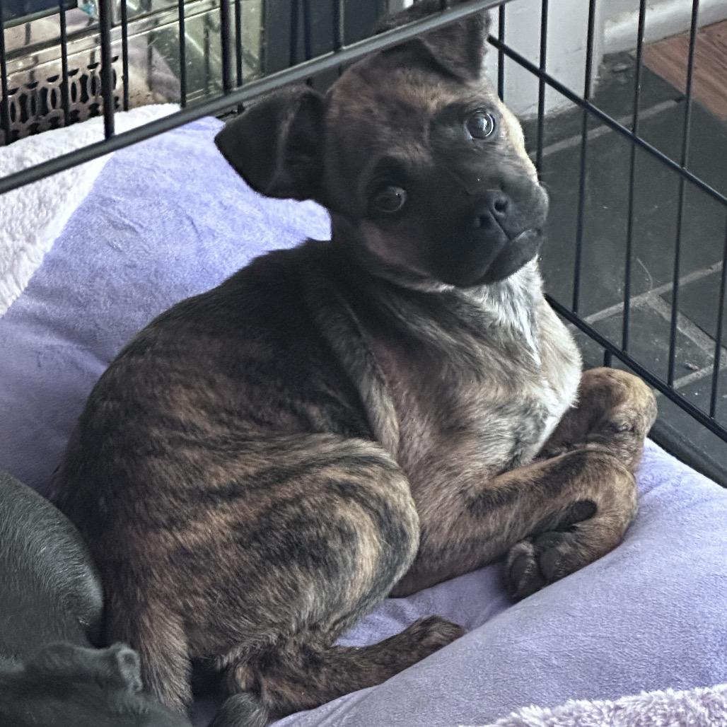 PIGLET, Adoptable, Puppy Female Pug.