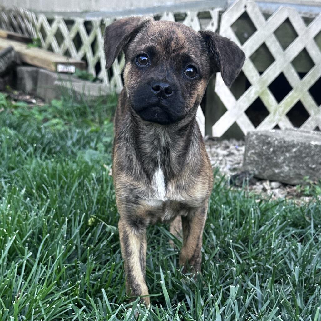 PIGLET, a Adoptable Pug in La Grange, KY image 2/5
