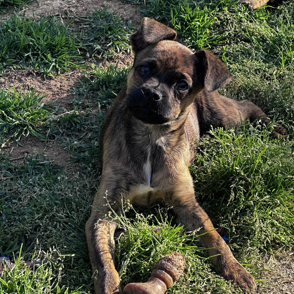 PIGLET, a Adoptable Pug in La Grange, KY image 3/5