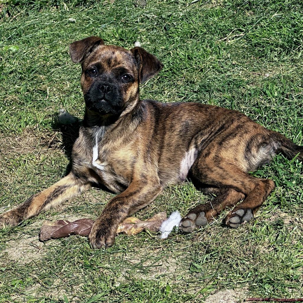 PIGLET, a Adoptable Pug in La Grange, KY image 5/5