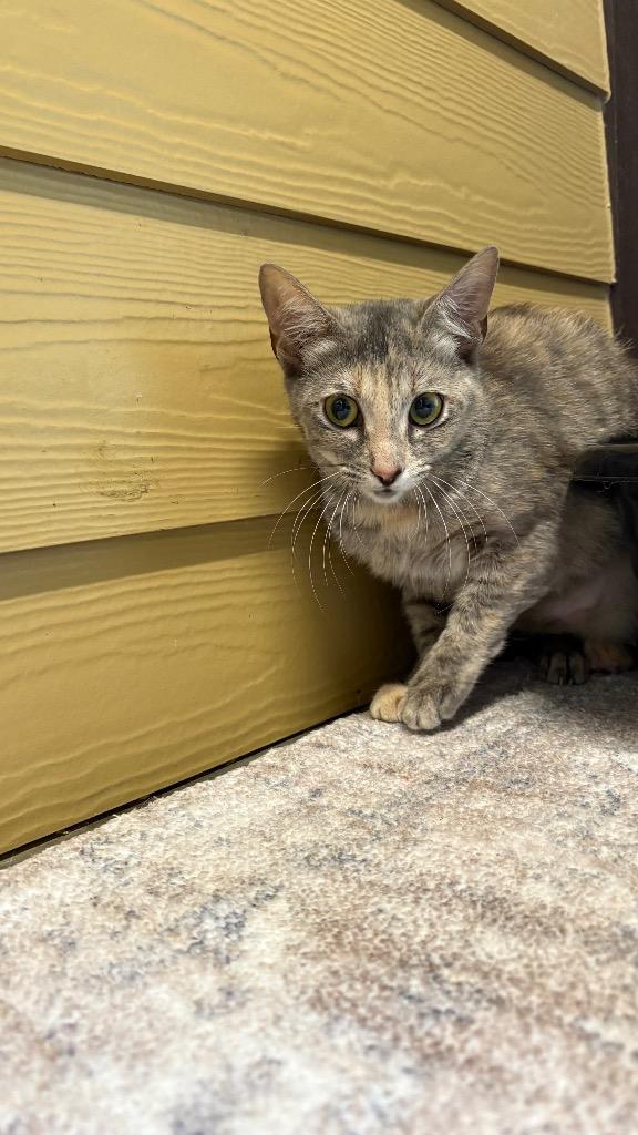 Lindsey, Adoptable, Young Female Domestic Short Hair.