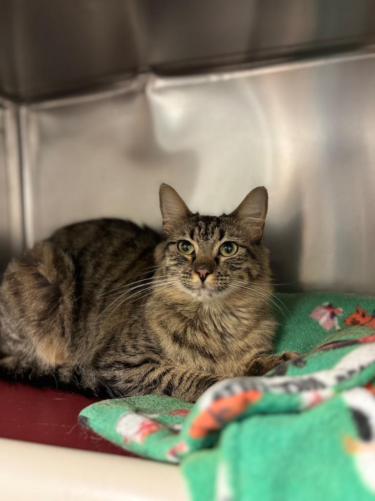 Ms. Kitty, Adoptable, Adult Female Domestic Short Hair.