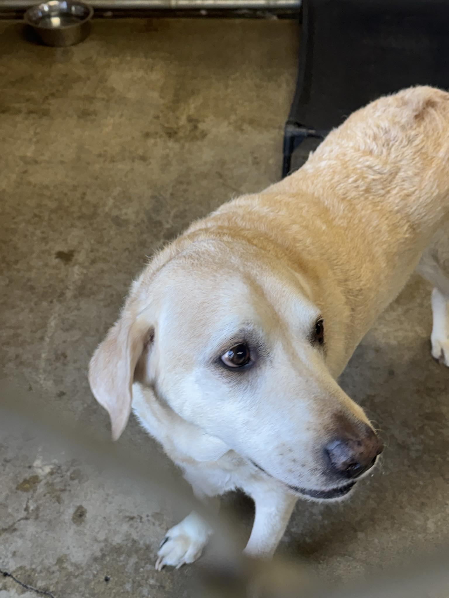 Jax, ADOPTABLE, Senior Male Labrador Retriever.
